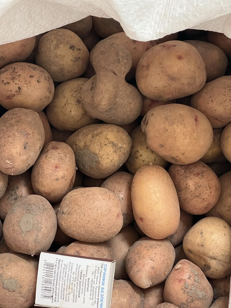 Продам картоплю Домашню — якість гарантую!
