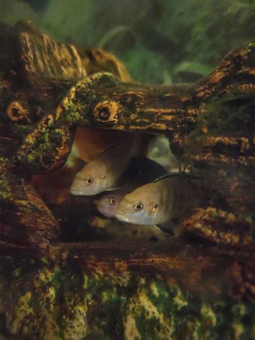 Продам акваріумних рибок,  цихлід