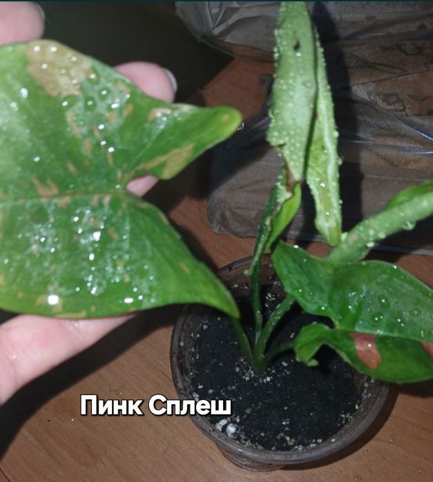 Фікус укорененннй росток.Сингониумы коллекц.