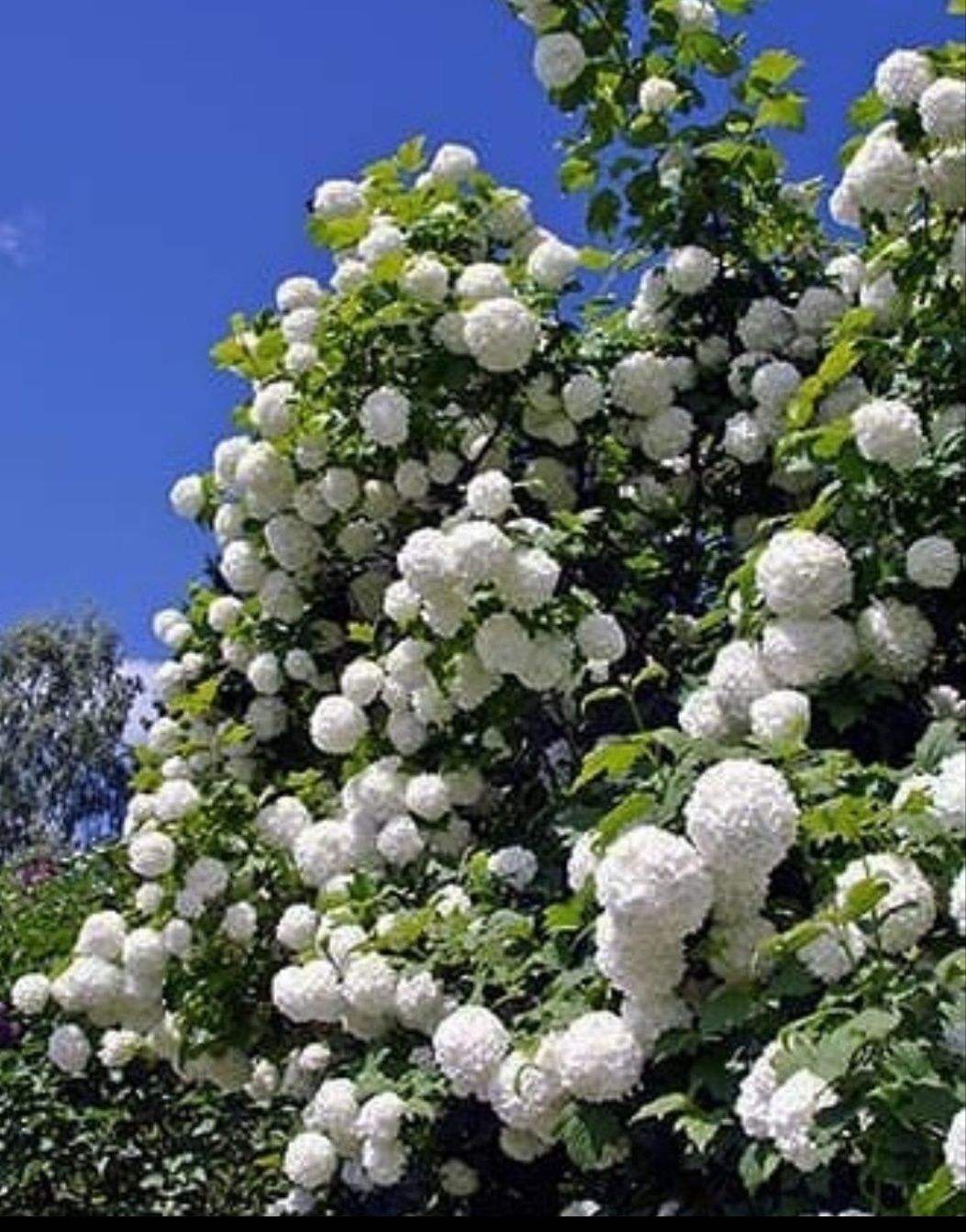 Калина декоративная, бульдонеж , украшение любого сада..белые шары