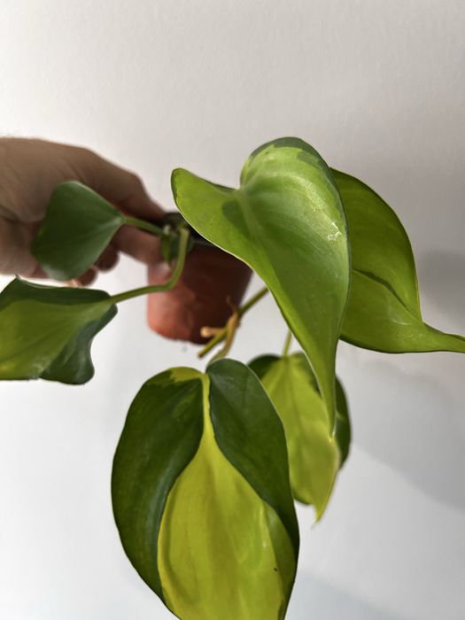 Philodendron Brasil