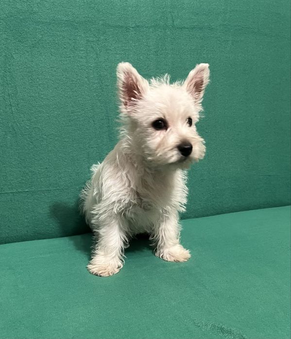 West Highland white terrier