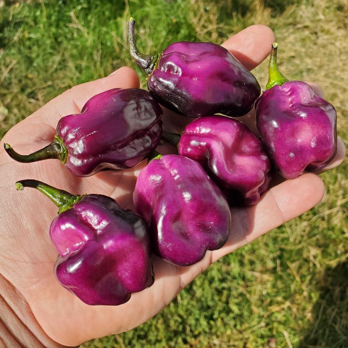 Насіння гострого перцю (Carolina Reaper, Habanero, Jalapeno та інші)