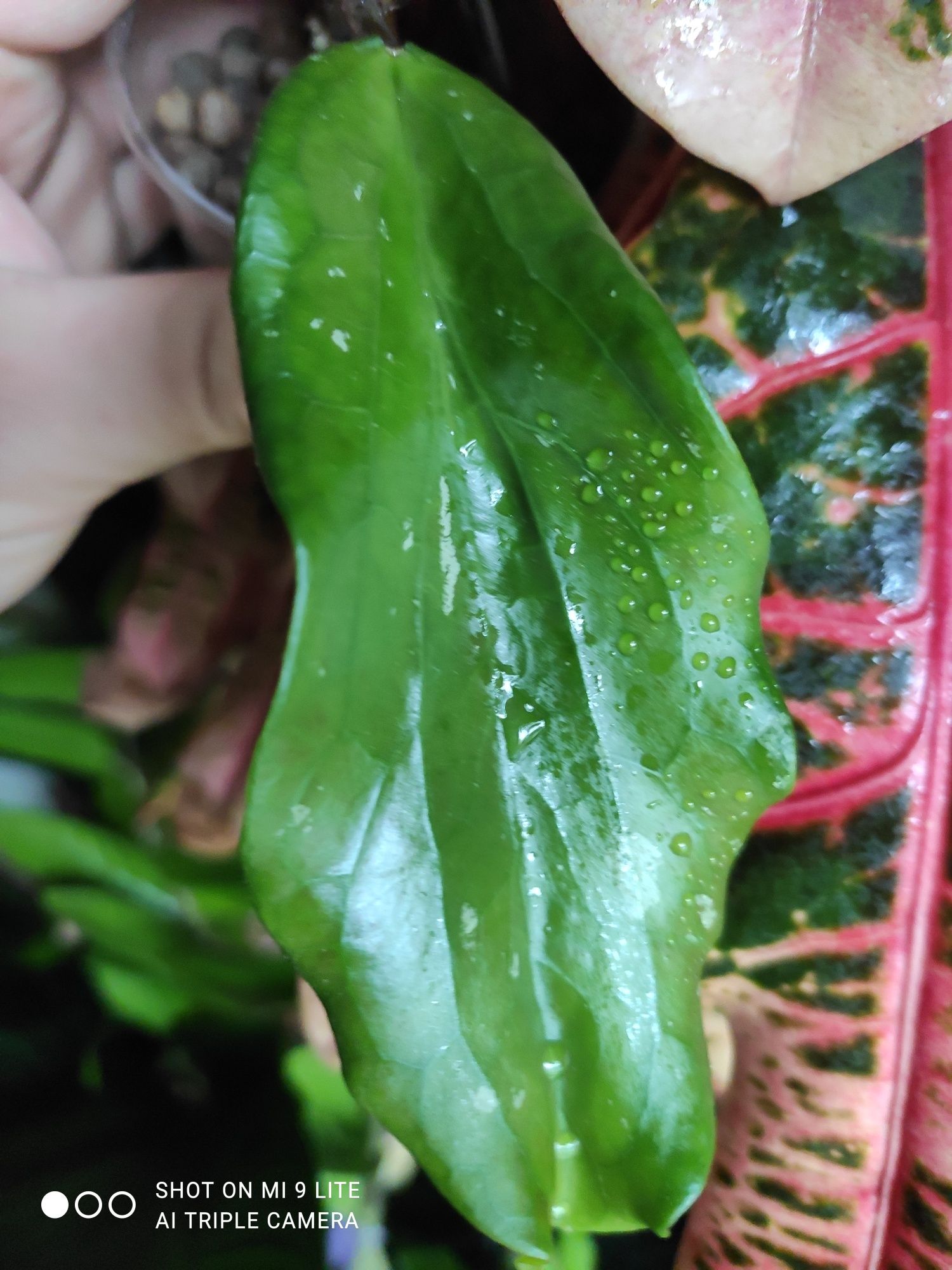 Hoya lambii CV.laura