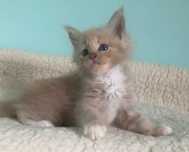 Maine Coon - Kotka Łendi !