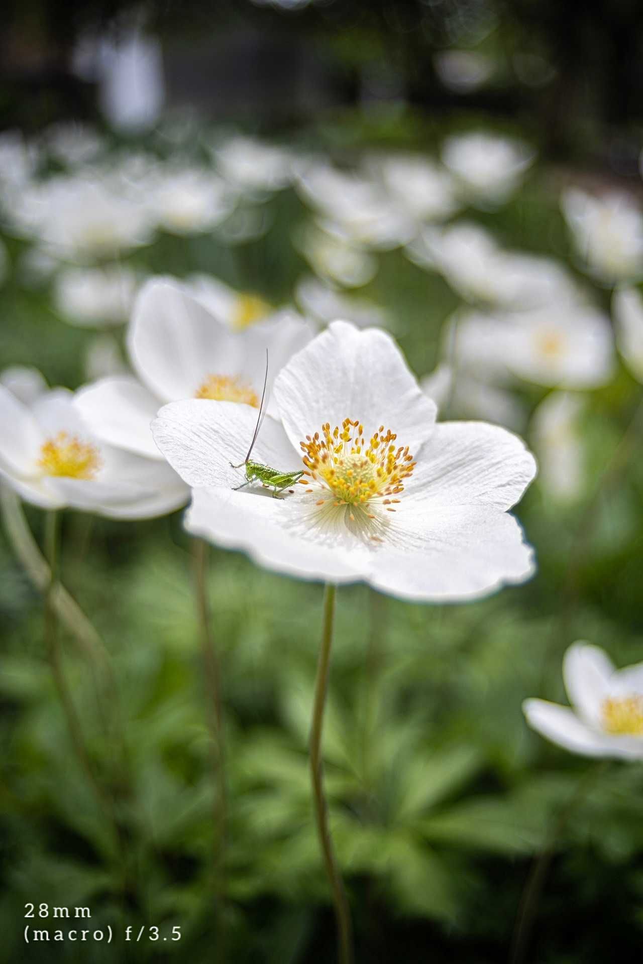 Об'єктив Soligor Zoom Macro 28-80mm f/3.5-4.5 MC