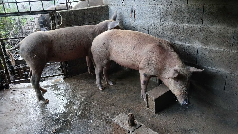 Vendo varios porcos caseiros para criar ou matar todos adultos tenho 6