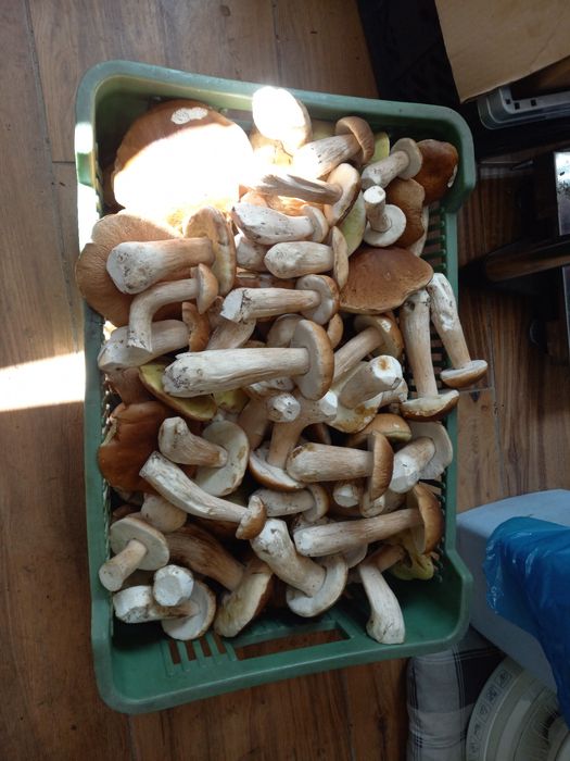 Borowiki szlachetne 5kg  1 klasa bez robaków