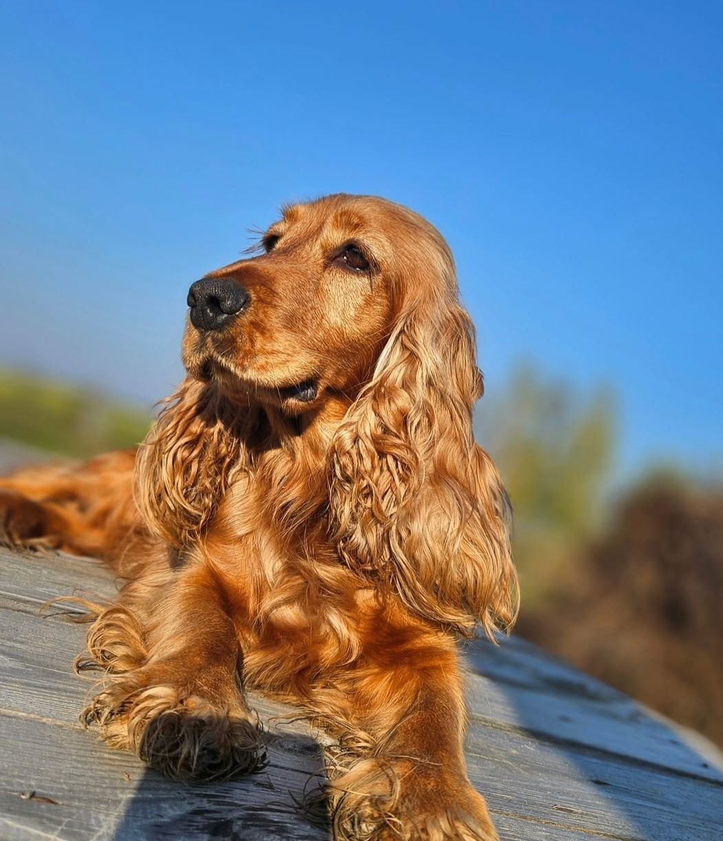 Cocer spaniel złoty