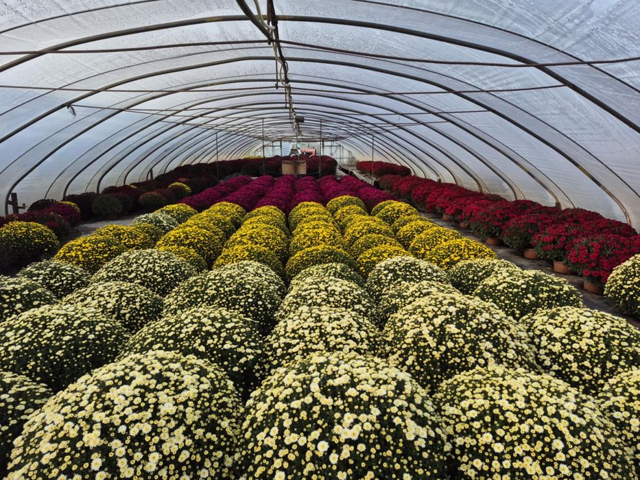 Chryzantemy Drobnokwiatowe Hurt