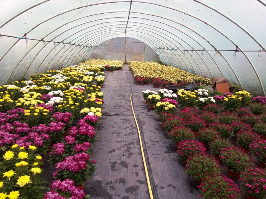 Chryzantemy sprzedam