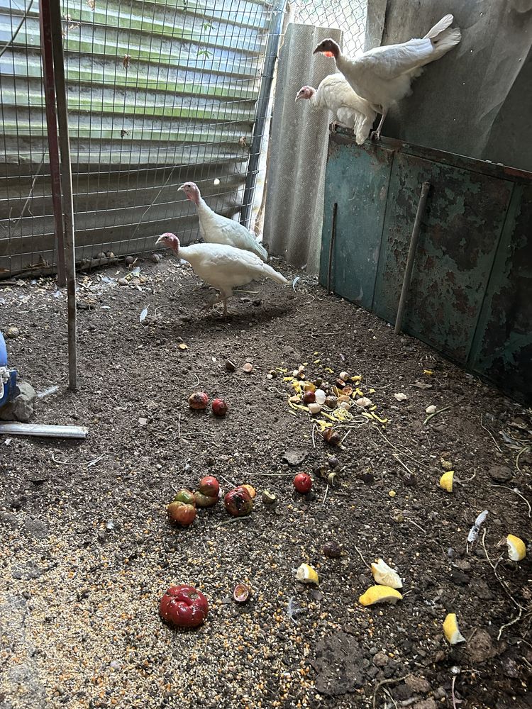 Animais de quinta