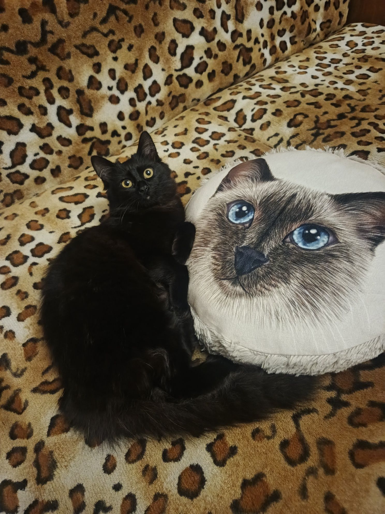 Котёнок бесплатно