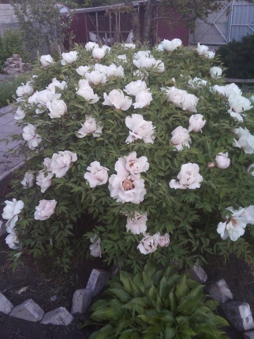 Древовидный пион, саженцы.