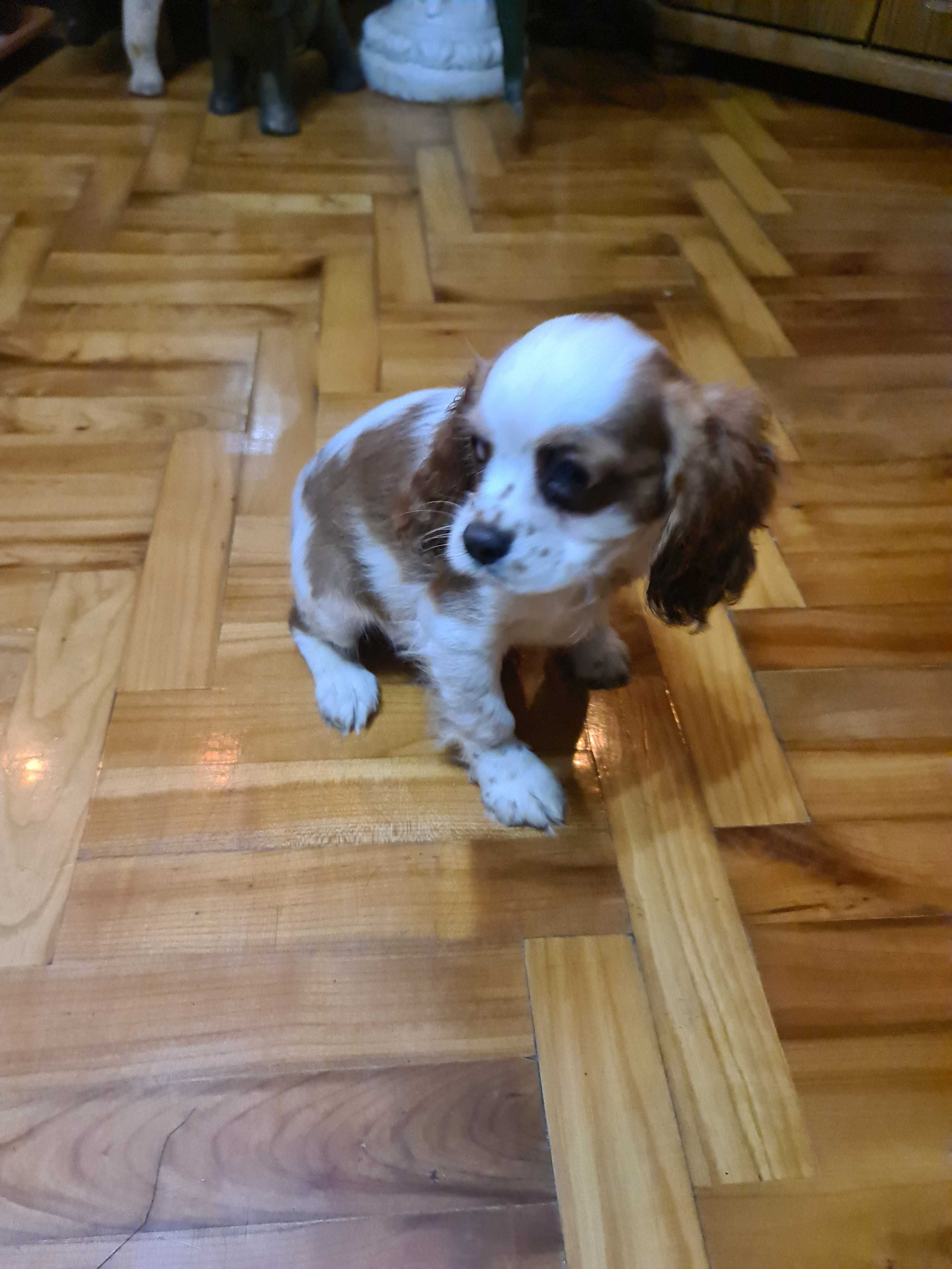 PIESEK Cavalier king charles  Spaniel