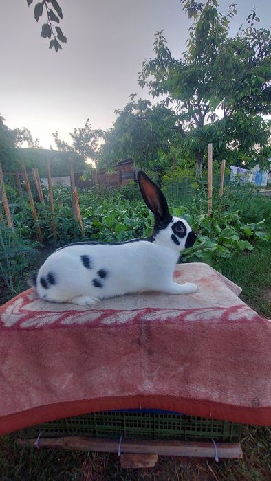 Кролі порода НСВ
