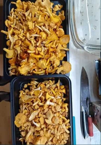 Grzyb Pieprznik jadalny Kurka suszona 400 gram