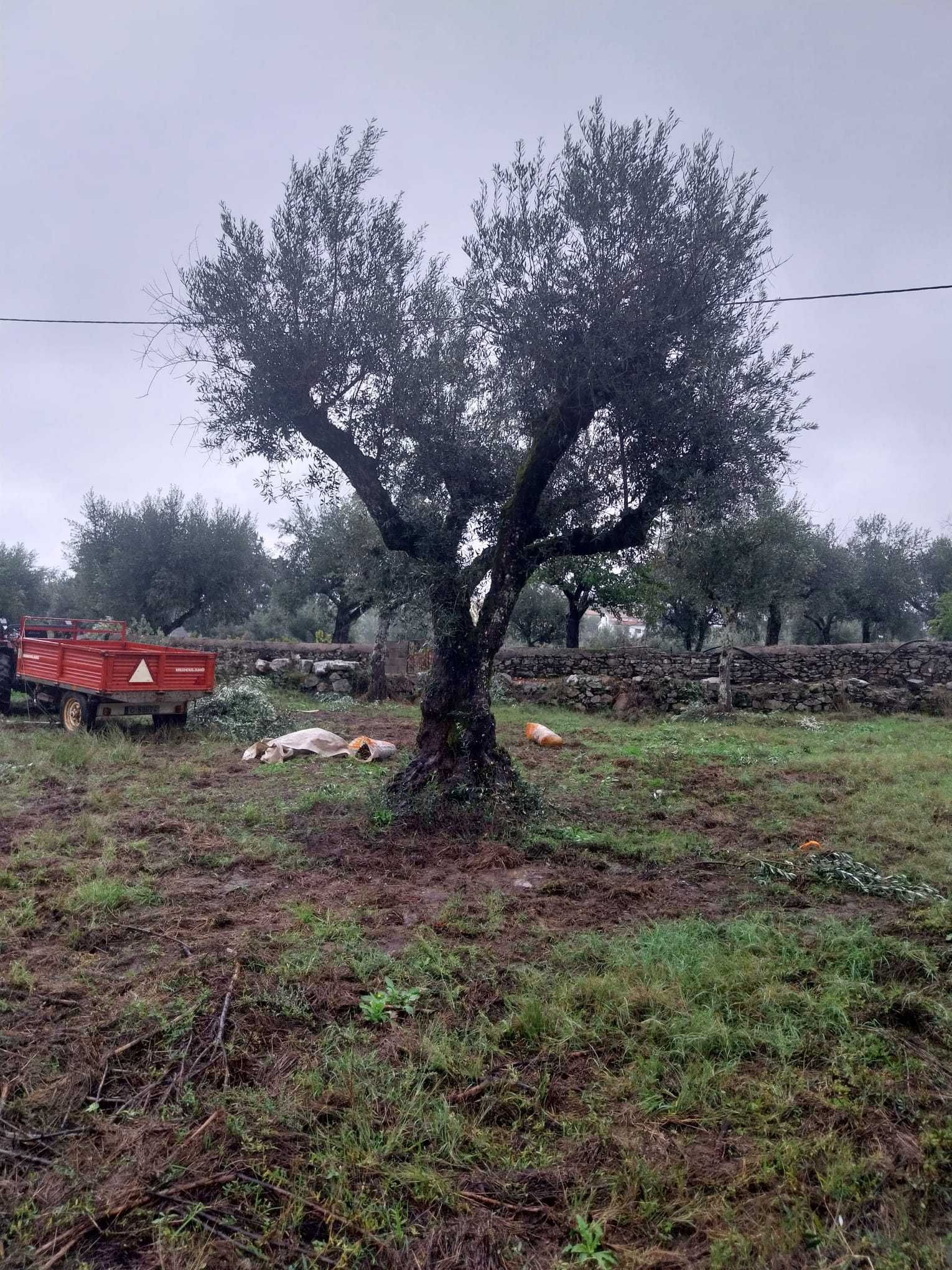 Oliveiras para produção