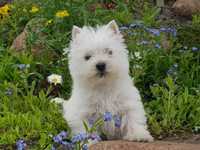 West highland white terrier,west,westy