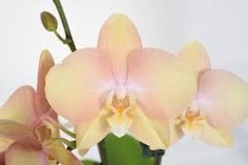 Орхидея Younghome Walle