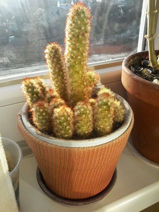 Кактуси рідкісні та різні