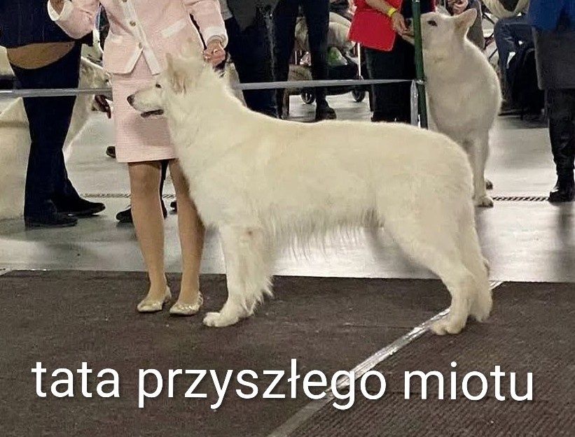 Biały Owczarek Szwajcarski zapowiedź miotu