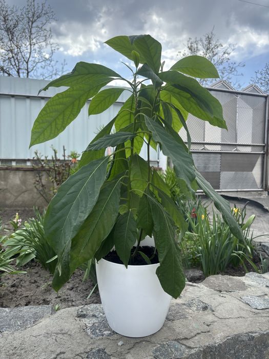 Авокадо в горщику