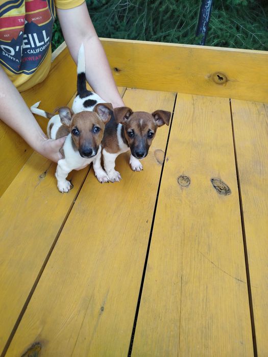 Jack Russell Terrier tel.-5.7.5.3.0.2.0.3.9.