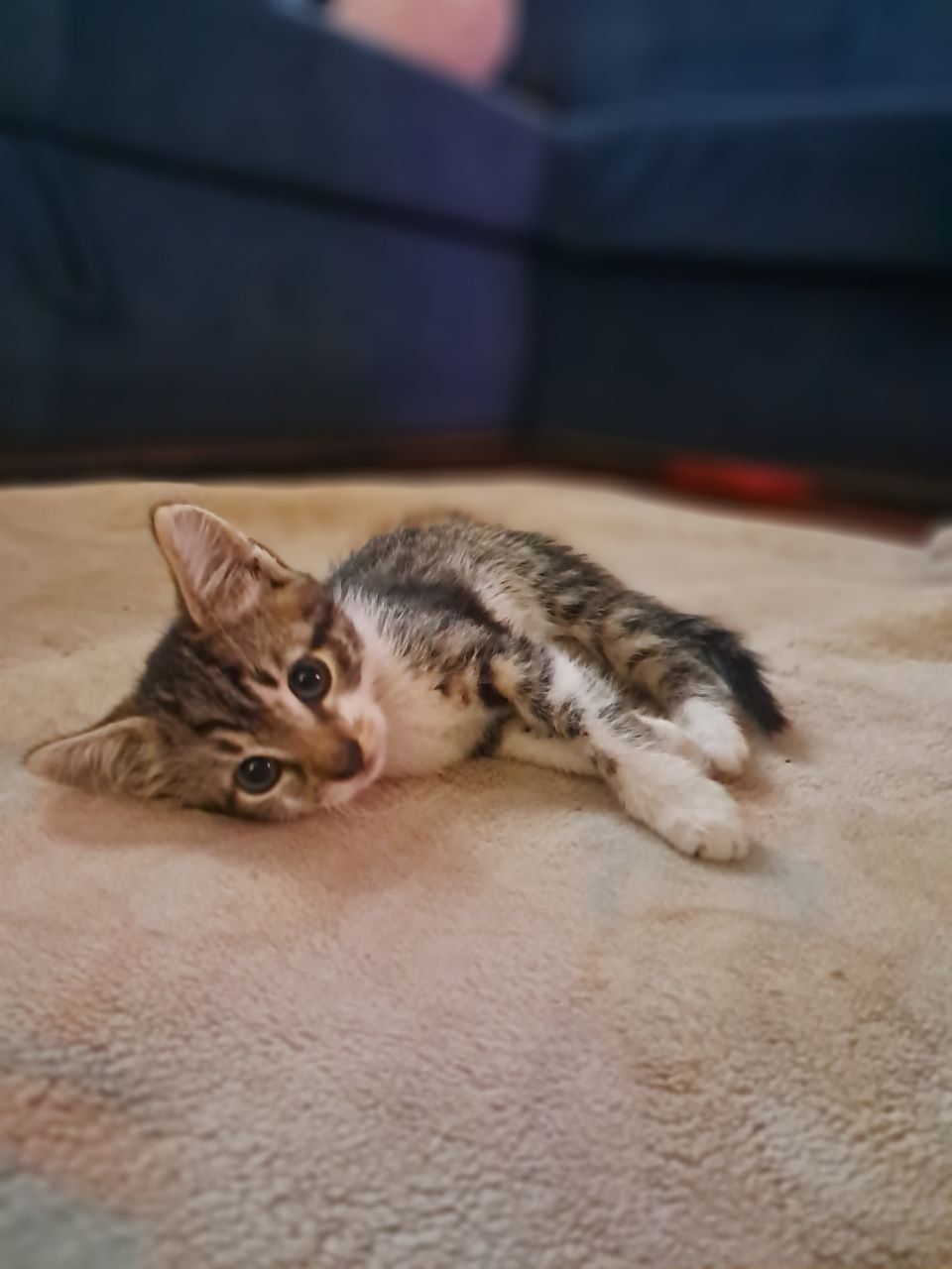 Кошенята в добрі руки