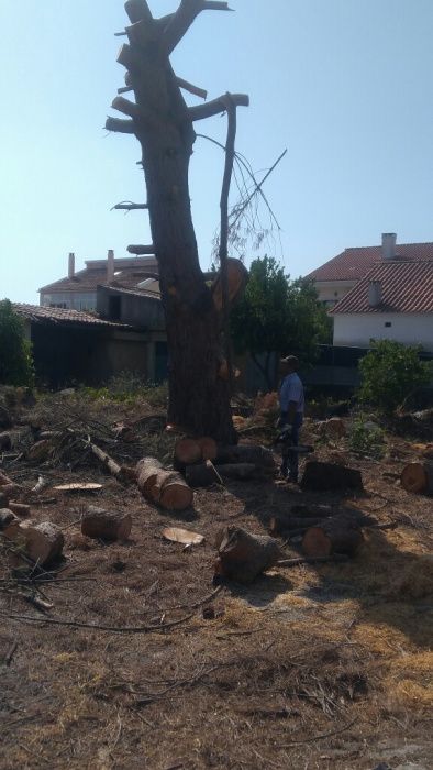 Limpeza de jardins ,corte e abate de Árvores