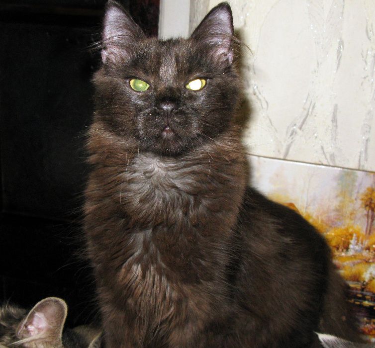 Черный пушистый котик, сибирская (метис) ищет ответсвенных хозяев