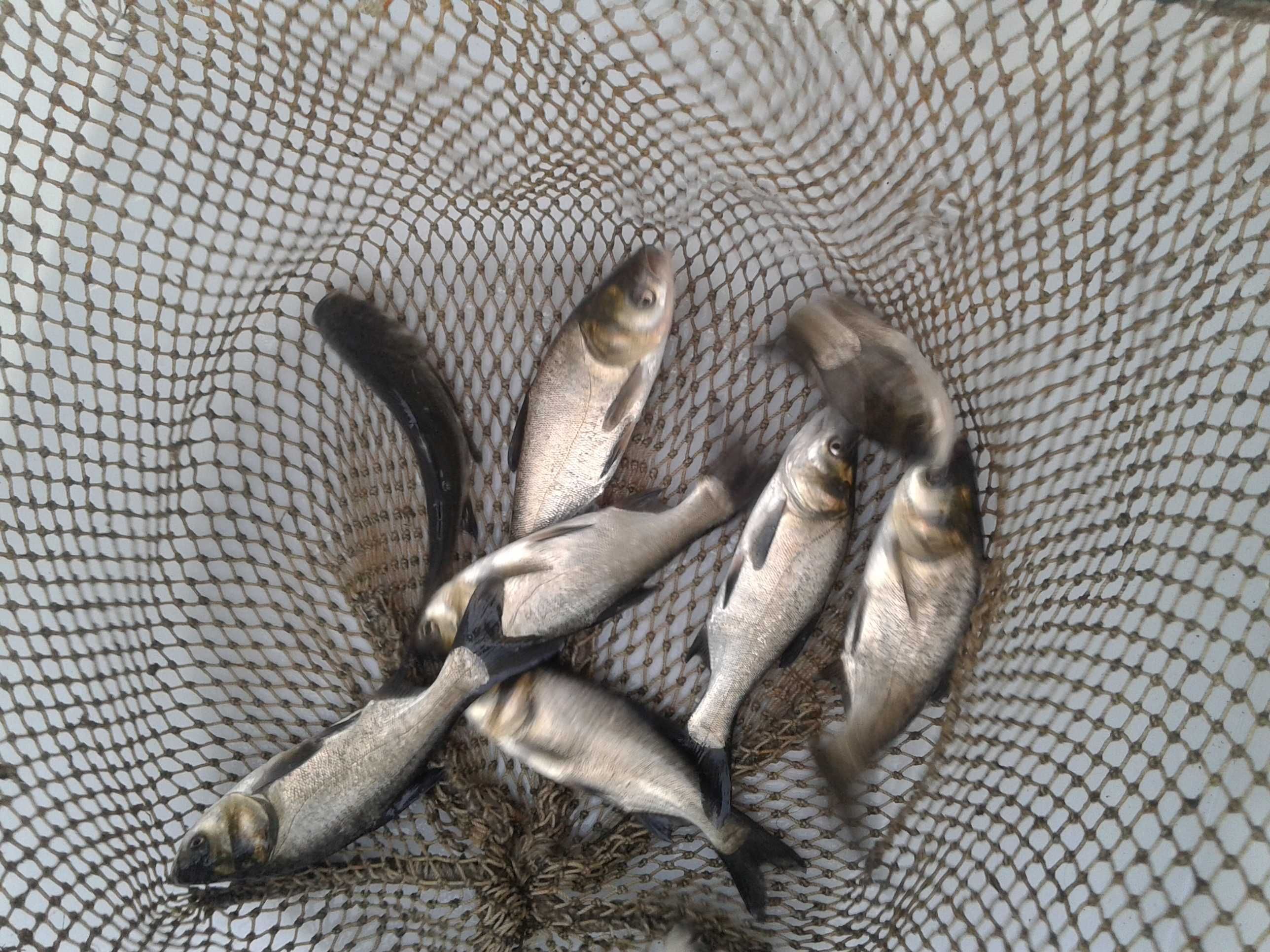 karp  kroczek do stawu i oczek