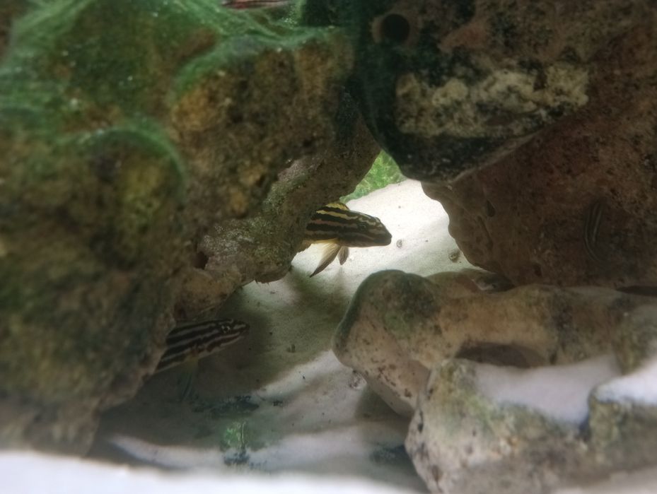 Naskalniki ryby akwariowe