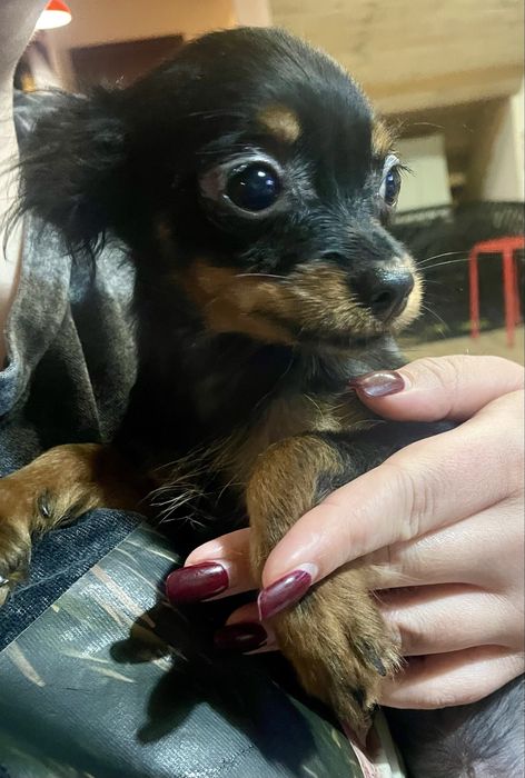 Toy rosyjski długowłosy