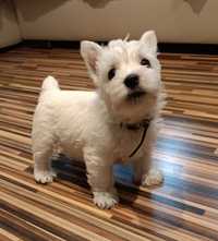 West Highland White Terrier chłopiec GOTOWY DO ODBIORU