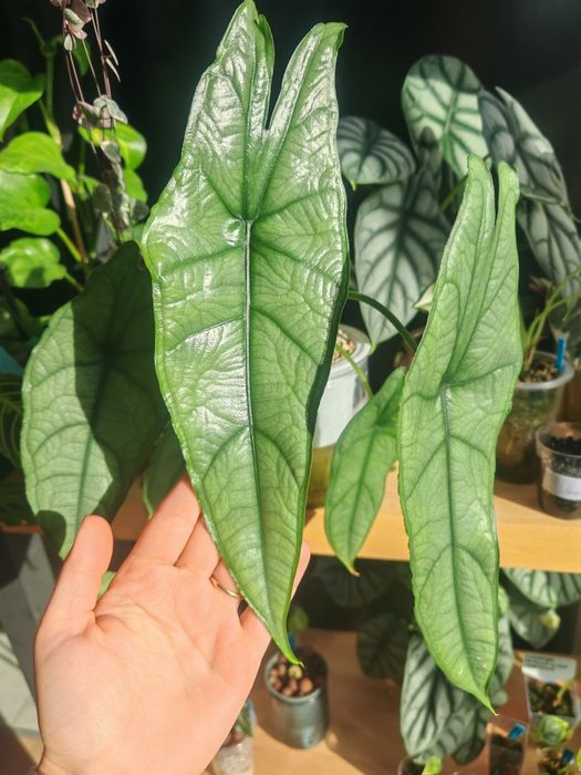 Alokazja Heterophylla Dragon's Breath