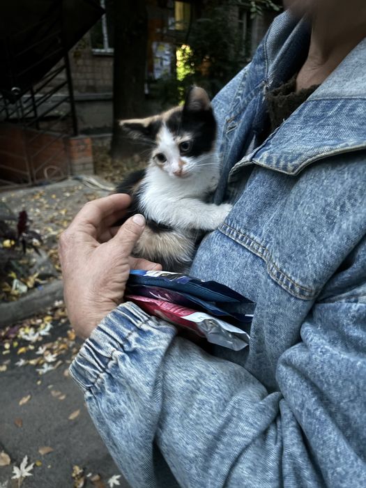 Киця в добрі руки