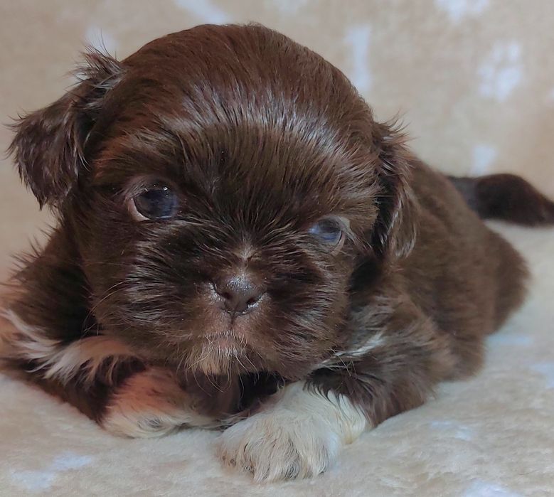 Shih Tzu Piesek.