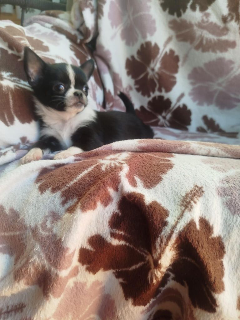 Suczka  Chihuahua