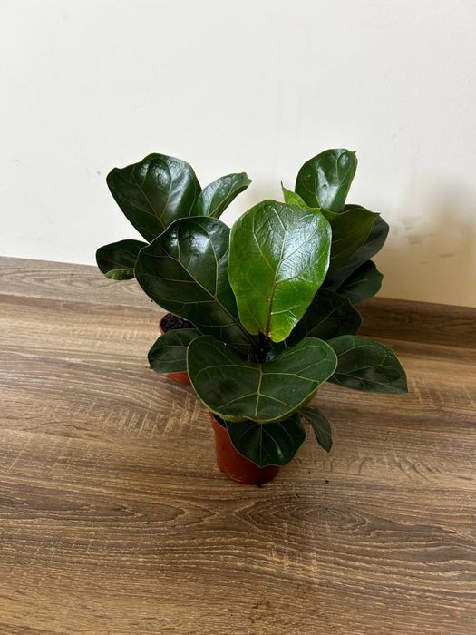 Фікус лірата драцена заміокулькас равен зензі сингоніум маранта