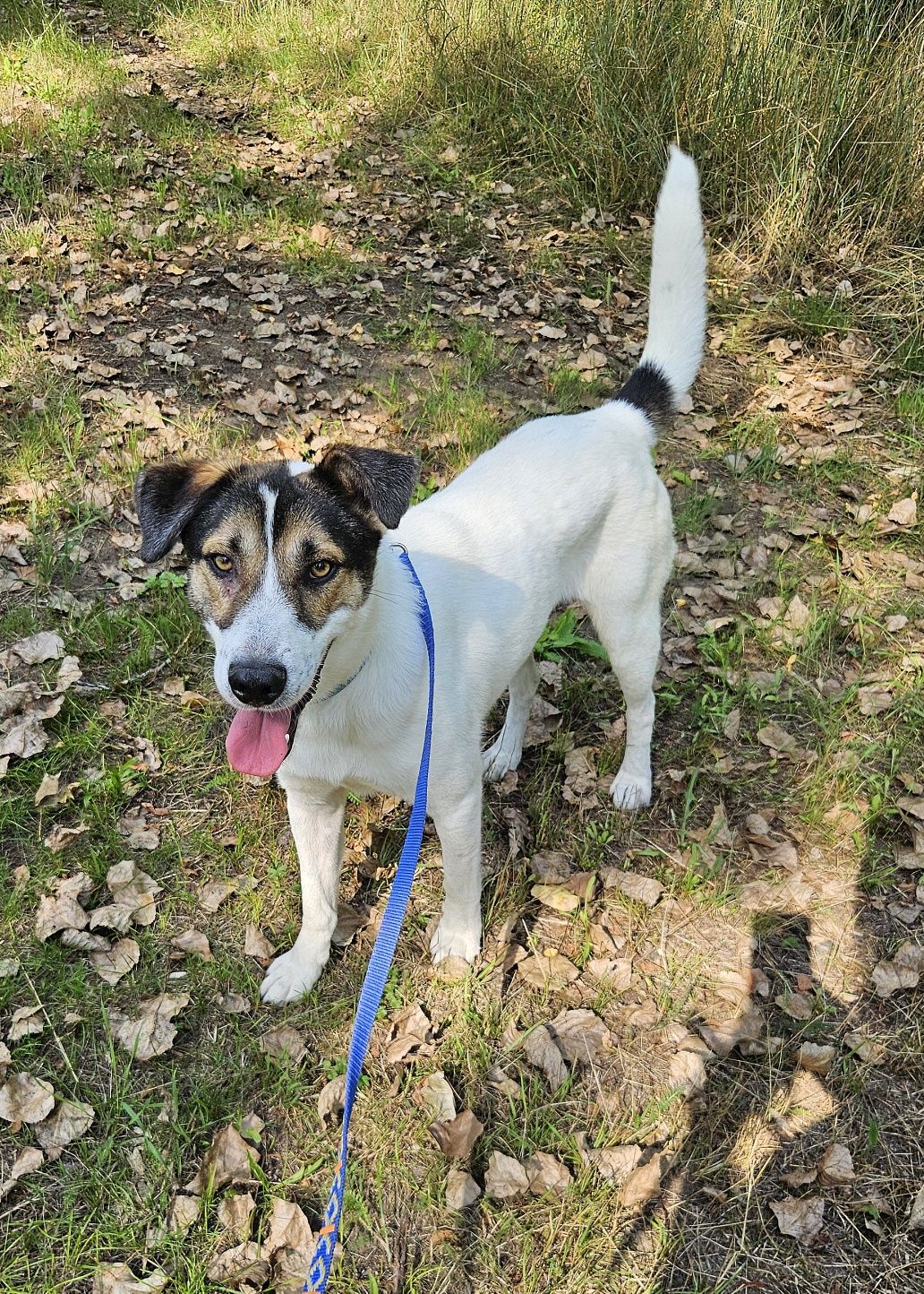 Archie cudowny przyjazny wulkan pozytywnej energii