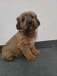 Cavapoo suczka  wyjątkowy charakter