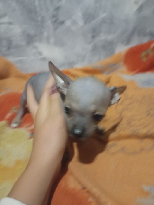 Щенок китайськой хохлатой міні