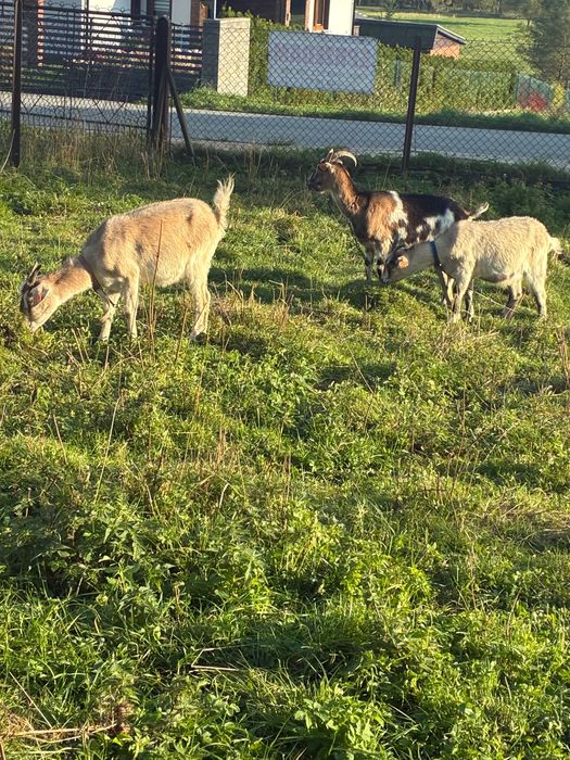 Kozy do sprzedania (pilne)