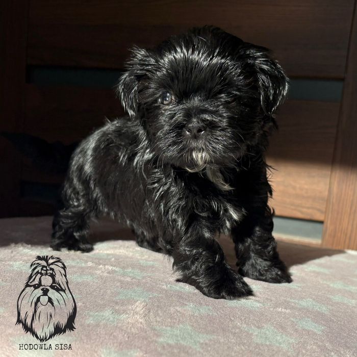 Shih Tzu czarna suczka gen czekoladowy i niebieski