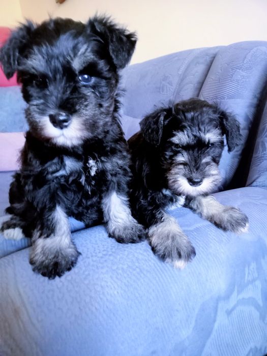 Sznaucer miniaturowy czarno-srebne z rodowodem sunia