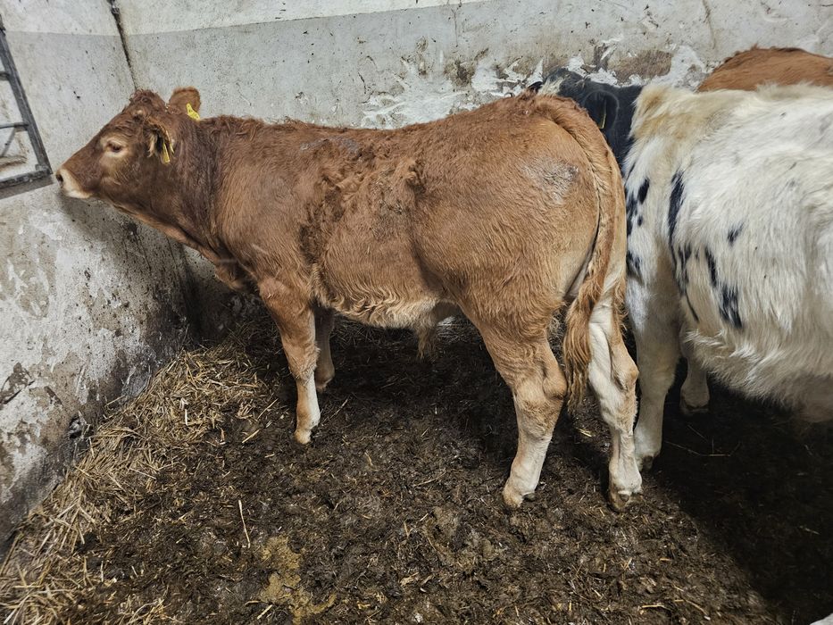 Sprzedam odsadki Belgi Limuze