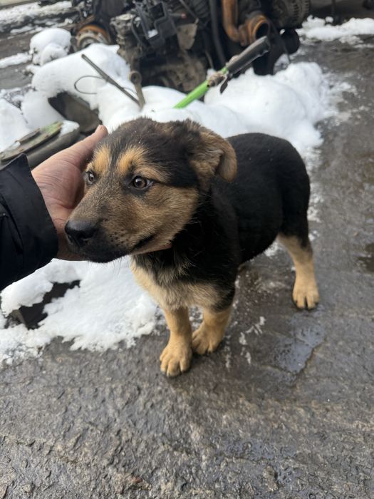 Цуцики в добрі руки