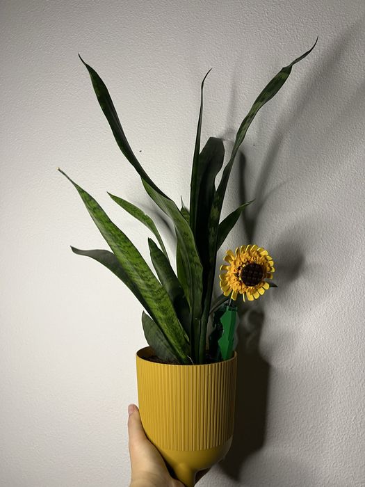 рослина Сансев’єрія