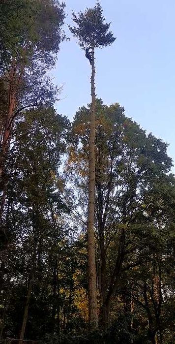 Wycinka drzew arborysta przycinka prace wysokościowe odśnieżanie